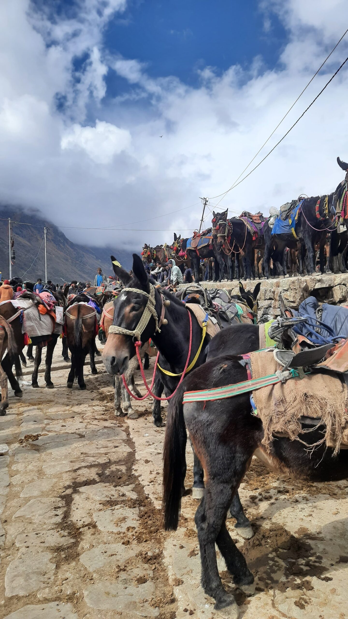 Ponies on the Trek